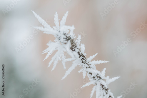 Christmas frosty winter background. Snow and frost crystals on the branch. Copy space.