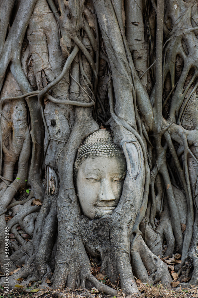 buddha head in the roots