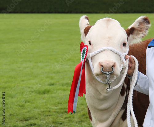 Wallpaper Mural An Award Winning Champion Farm Bull Animal. Torontodigital.ca