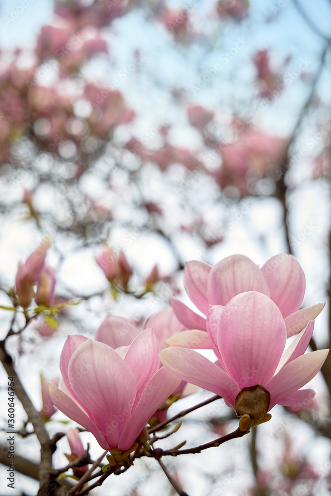 Large pink petals of blooming pink magnolia. Spring floral background. Large pink petals of blooming pink magnolia. Spring floral background.