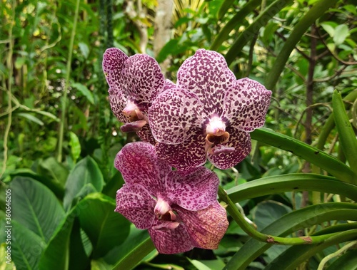 Most Beautiful Rare Purple and white Orchids 