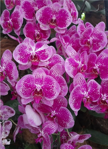 Most Beautiful Rare Purple and white Orchids 