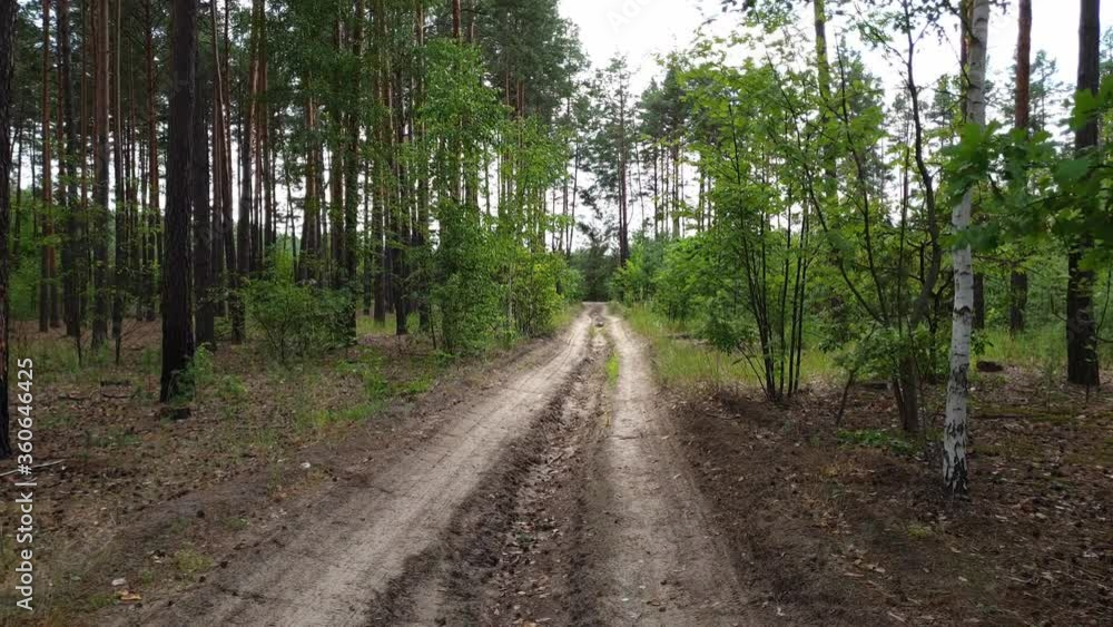 Country road in the forest Country road in the forest