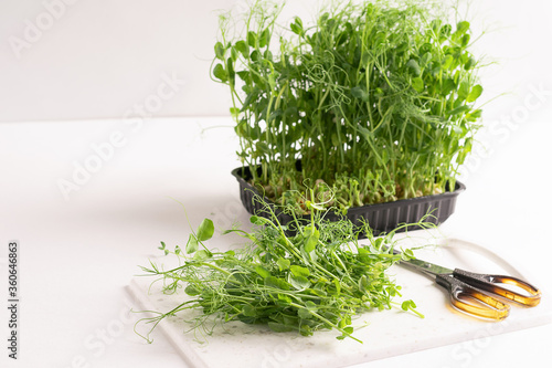 Micro grass greens sprouts a white kitchen table. Healthy eating and vegetarianism concept. Copy space horizontal frame. photo