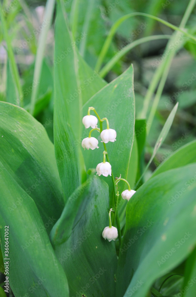 Fototapeta premium Lily of the valley