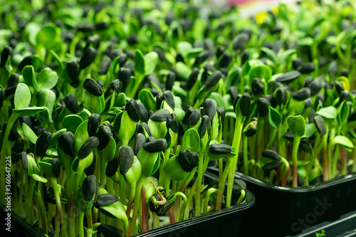 Micro grass greens sprouts grow containers. Healthy eating and vegetarianism concept.