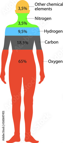 Composition of the human body