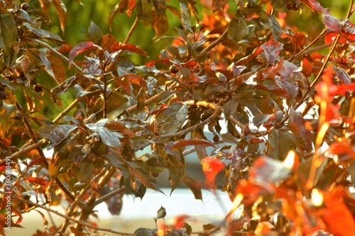 tree branches after rain. the sun is setting