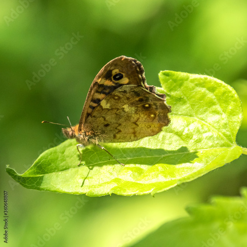 Butterfly on flower - Papillon sur une fleur