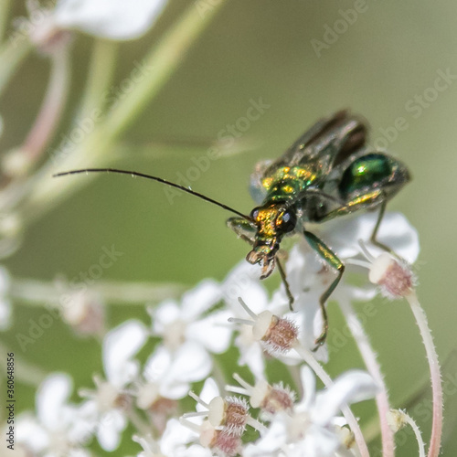 Insect on flower - Insecte sur une fleur © Bernard