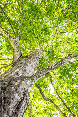 old tree - plane tree