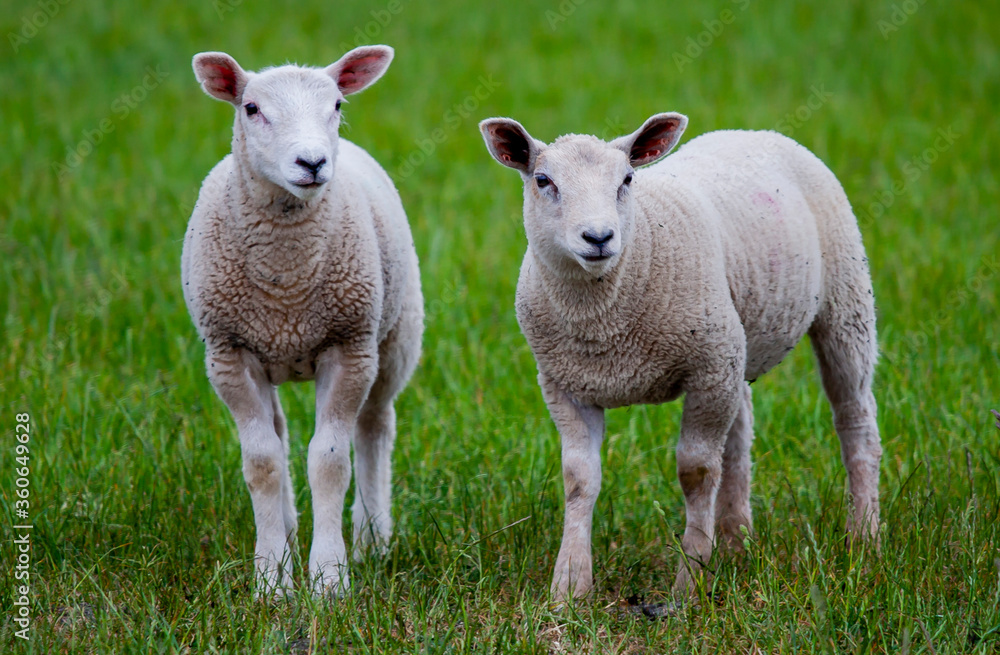 lambs in field lambs in field