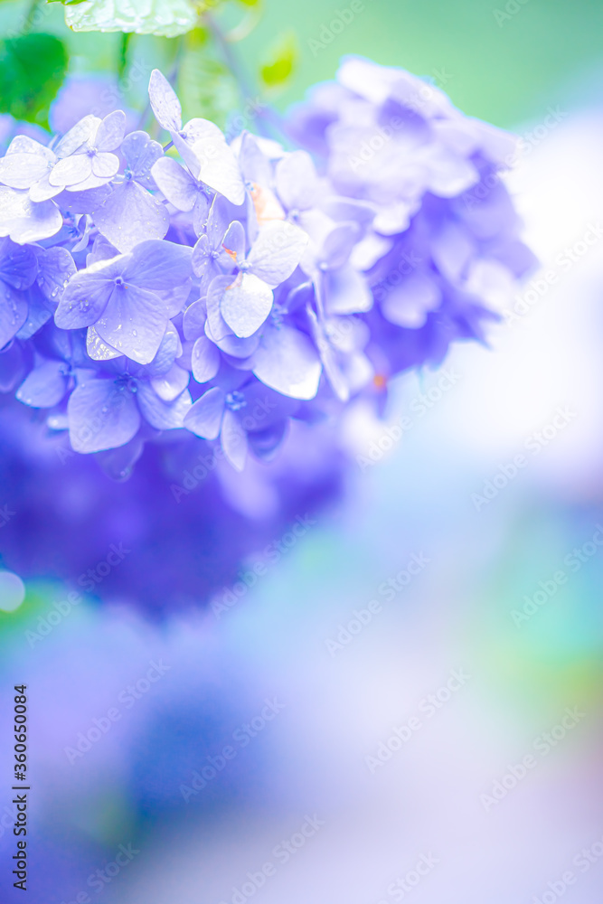 雨に濡れたアジサイ(柔らか・ふんわりイメージ) 雨に濡れたアジサイ(柔らか・ふんわりイメージ)