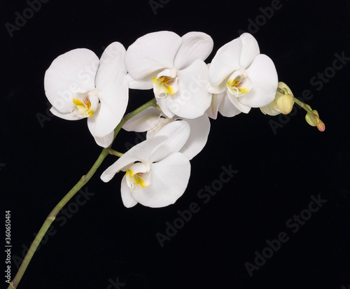 white orchid stem isolated on black