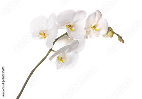 white orchid stem isolated on white