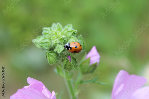 Coccinelle