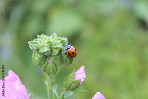 Coccinelle