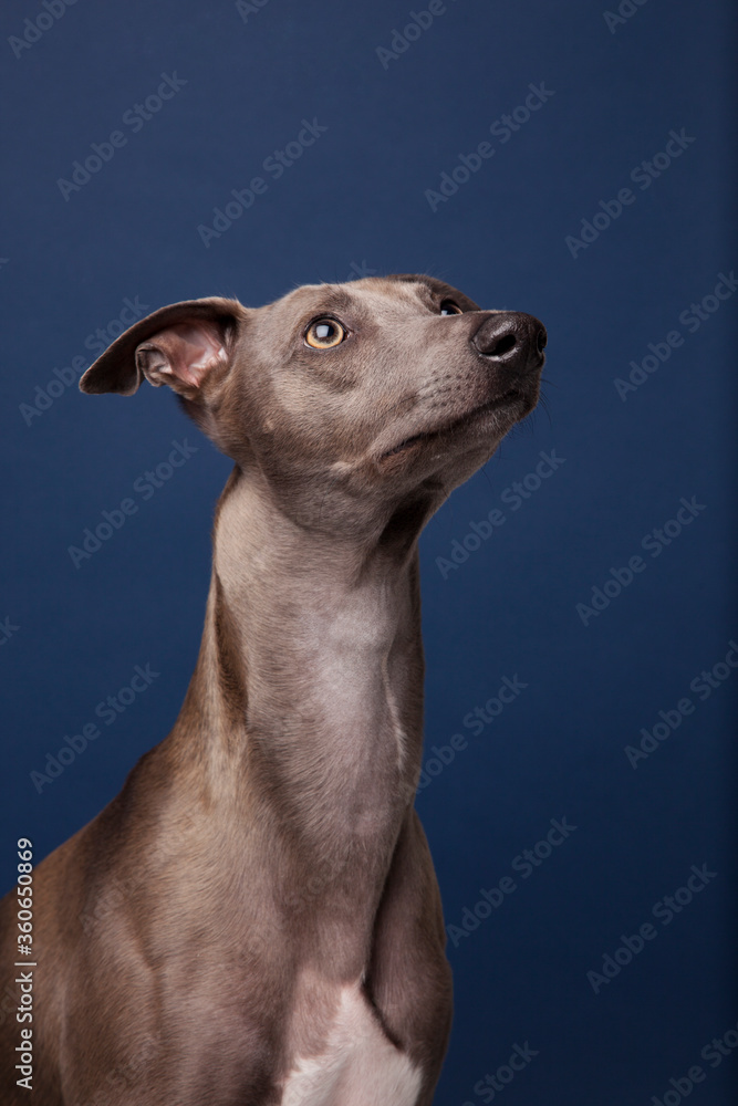 The portrait of Whippet dog looking up