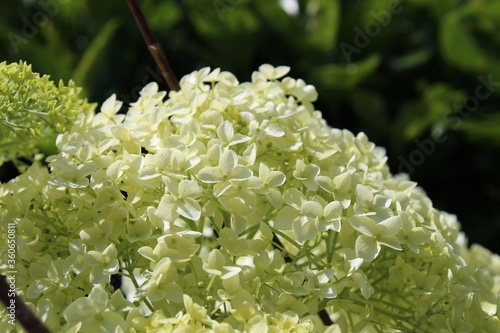 Hortensia
