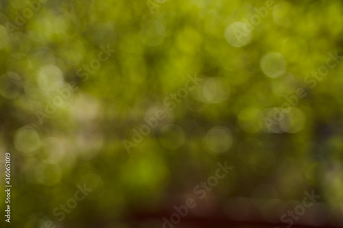Blurred background side of foliage trees. Background for design insertion