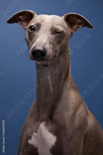 The portrait of Whippet dog 