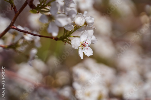 pear blossoms on a blurred natural background
