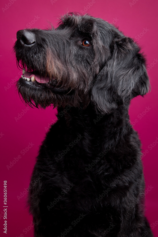 The Labradoodle-Labrador Poodle Mix sitting on a red background