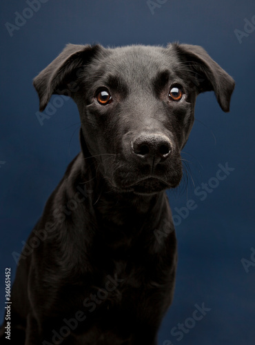 black whipador - whippet lab mix on a navy background