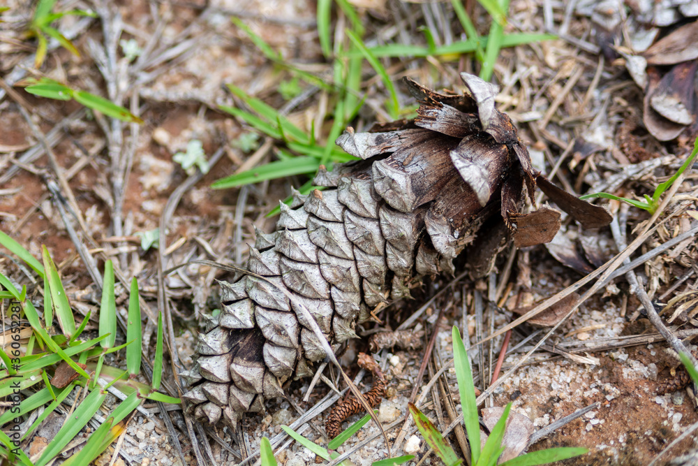 pine cone on the ground pine cone on the ground