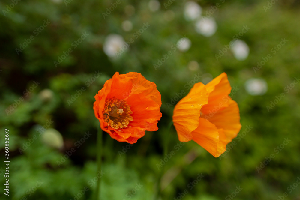 poppy flower in the field poppy flower in the field