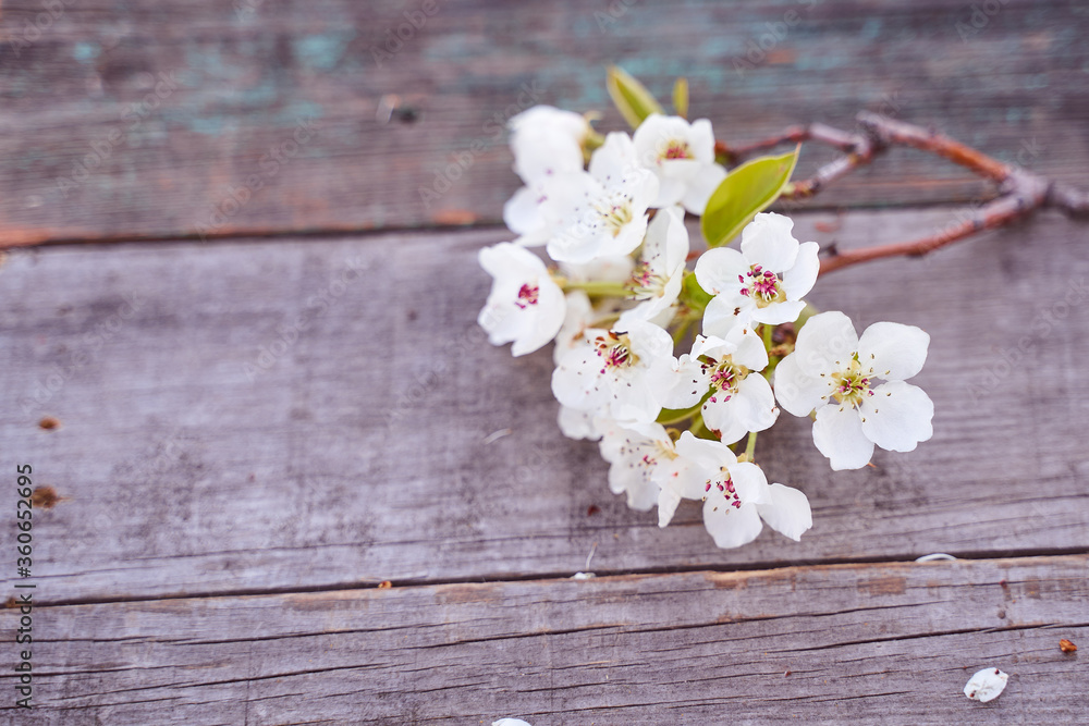 Beautiful white flowering branches of apple lie on a wooden table. Top view. Beautiful white flowering branches of apple lie on a wooden table. Top view.