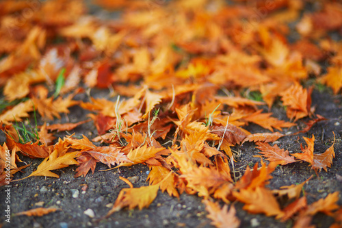 fallen autumn leaves on the ground