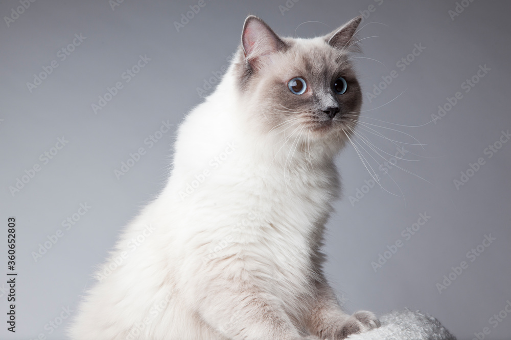 Ragdoll cat on grey background