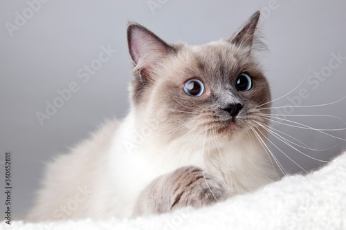 Ragdoll cat on grey background © Foonia