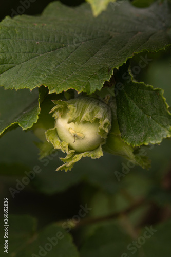 Growth of a round hard-shelled hazelnut 