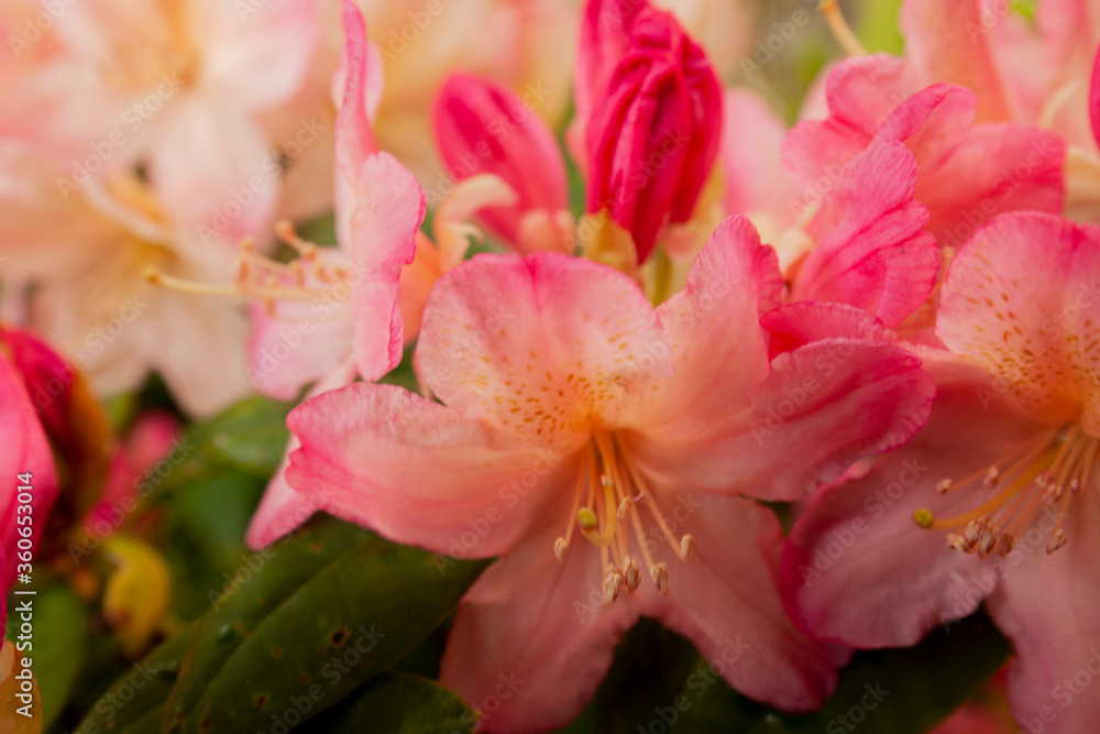rhododendron rhododendron