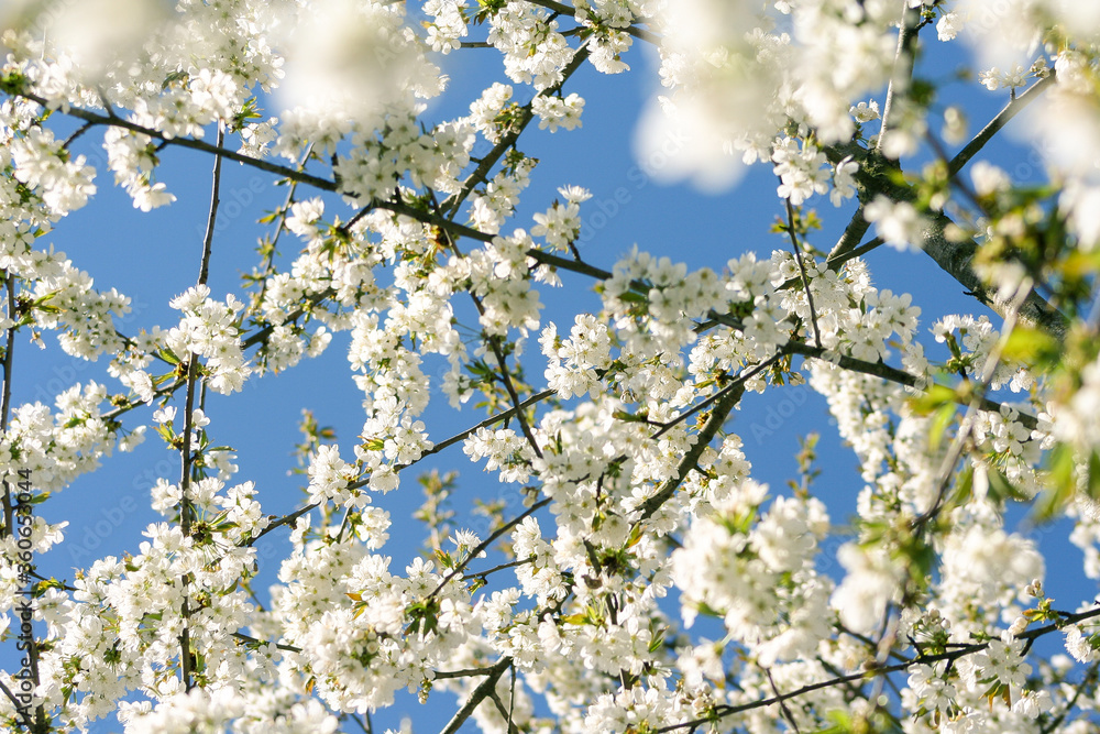 Blooming cherry on sky background. Cherry blossom tree under clear blue sky in spring. Blooming cherry on sky background. Cherry blossom tree under clear blue sky in spring.