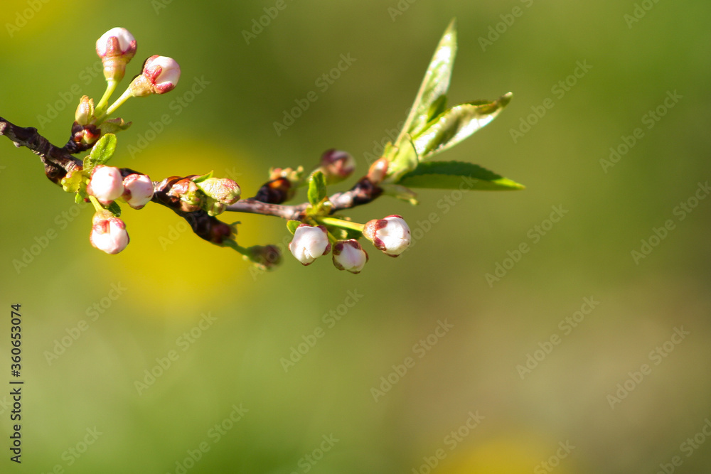 Close up bud of bird cherry at early spring, macro. Close up bud of bird cherry at early spring, macro.