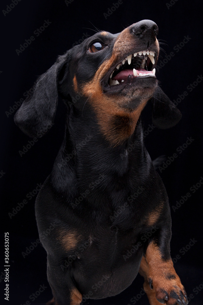 Fototapeta Expressive black dachshund on black background