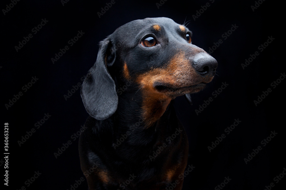 Expressive black dachshund on black background  