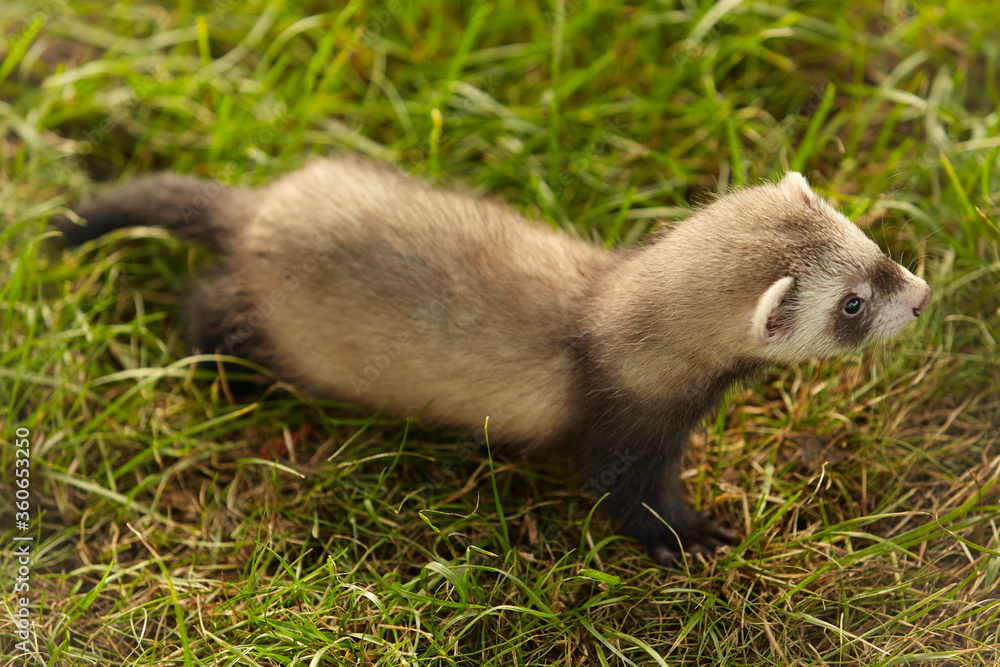 Single ferret baby old about eight weeks walking on grass