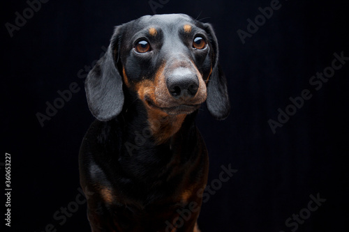 Expressive black dachshund on black background   © Foonia