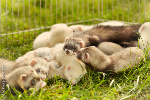 Large group of ferret babies old about eight weeks laying outdoor on grass