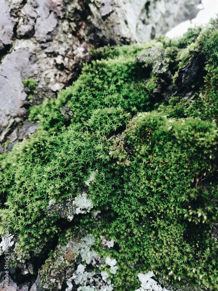 moss on a tree moss on a tree
