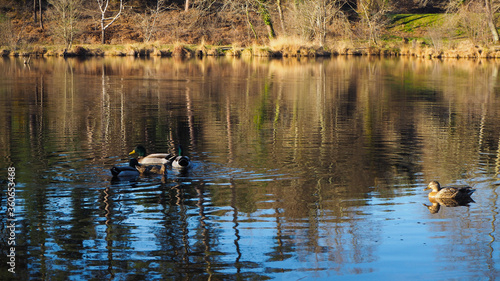 Groupe de canards flottant paisiblement sur la surface d'un étang
