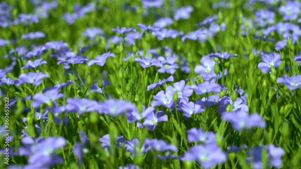 field of blooming flax against the blue sky, blue flax flowers swaying in the wind, departure-arrival of the camera from the General plan to the close-up field of blooming flax against the blue sky, blue flax flowers swaying in the wind, departure-arrival of the camera from the General plan to the close-up