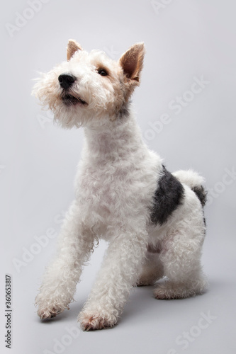 Wire Hair Fox Terrier on grey background