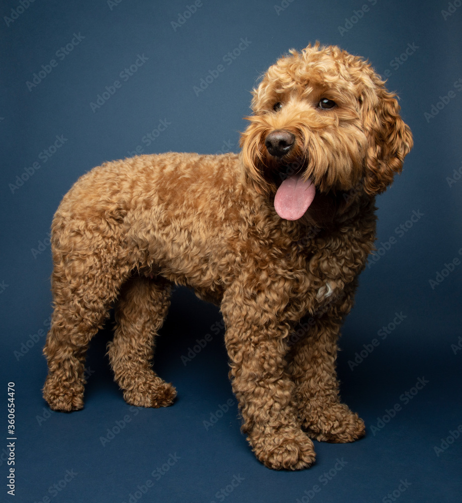 Young Goldendoodle on a blue background Young Goldendoodle on a blue background