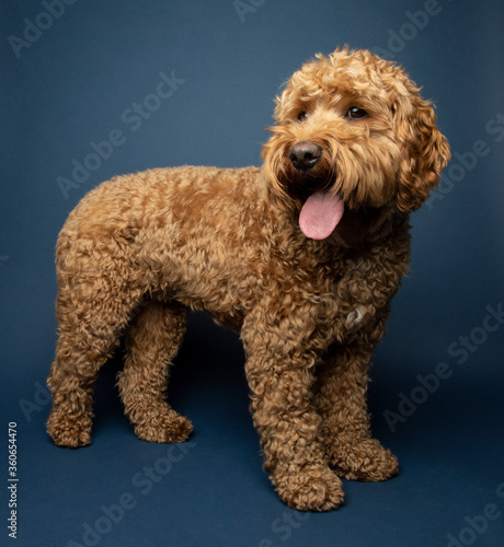 Young Goldendoodle on a blue background