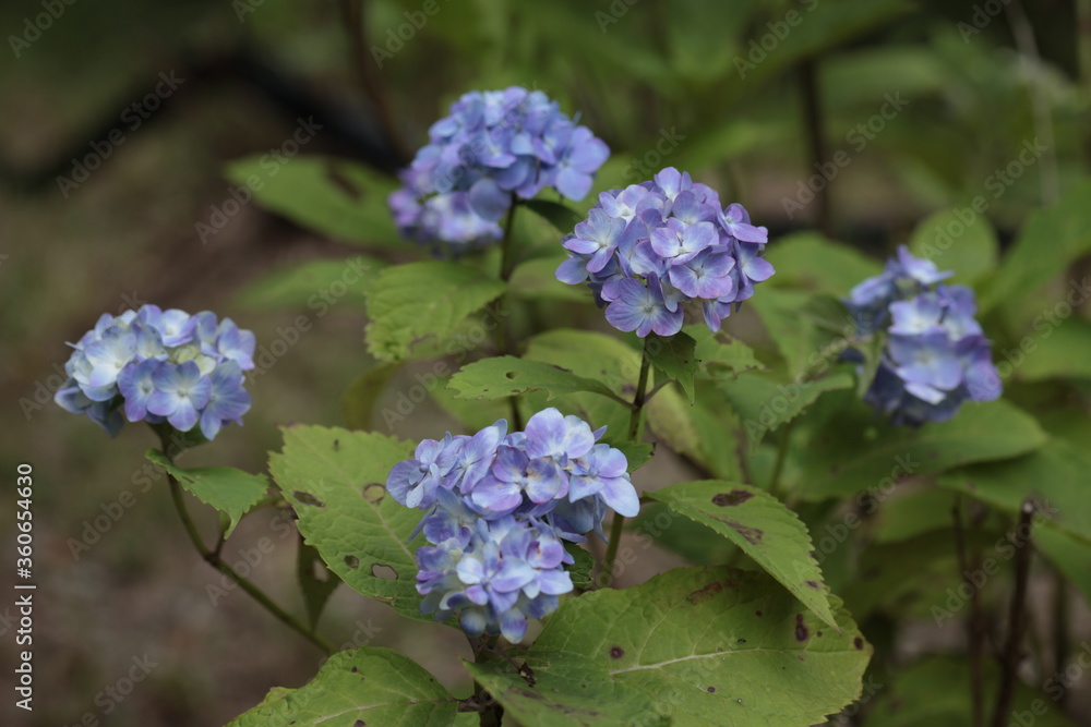 紫陽花 紫陽花
